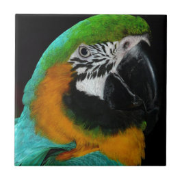 Azulejo De Cerámica Loro
