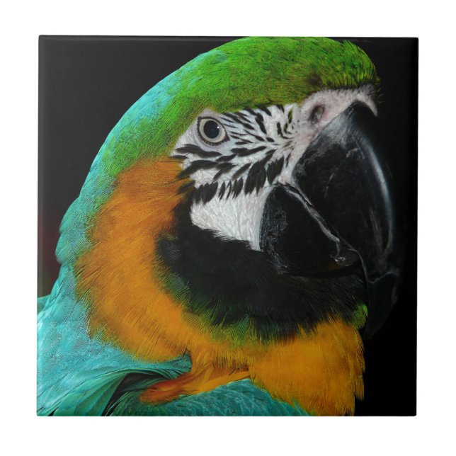 Azulejo De Cerámica Loro (Frente)