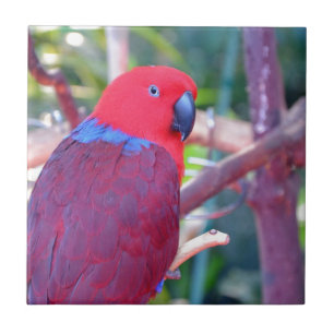 Azulejo De Cerámica Loro colorido del eclectus