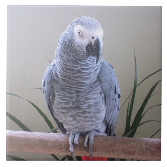 Azulejo De Cerámica Loro del gris africano (Frente)