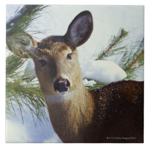 Azulejo De Cerámica Los ciervos Blanco-atados (virginianus del