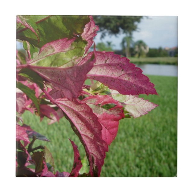 Azulejo De Cerámica Los hibiscos "encienden e hielan" la planta (Frente)