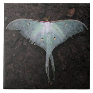 Azulejo De Cerámica luna moth naturaleza mariposa fantasía de hadas