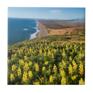 Azulejo De Cerámica Lupine Amarillo Arriba Punto Reyes Playa En Punto