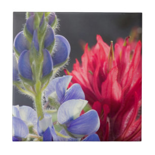 Azulejo De Cerámica Lupino plateado, Pincel de lavanda