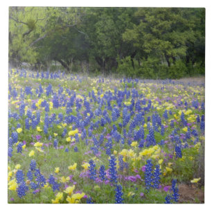 Azulejo De Cerámica Lupinos azules, prímula y flox