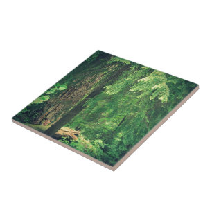 Azulejo De Cerámica Luz de bosque