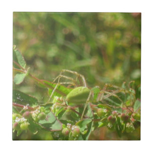 Azulejo De Cerámica Lynx Spider