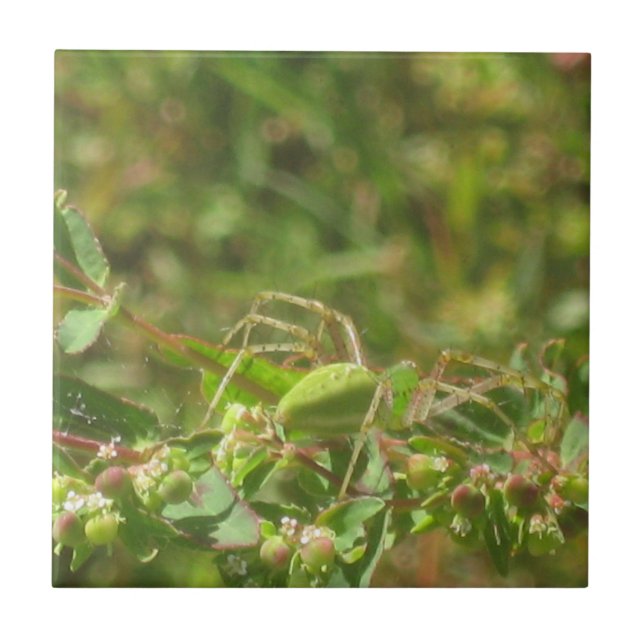 Azulejo De Cerámica Lynx Spider (Frente)