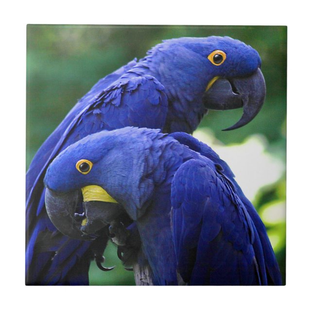 Azulejo De Cerámica Macaws del jacinto (Frente)