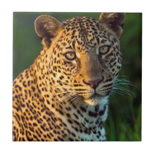 Azulejo De Cerámica Macho de leopardo (Panthera Pardus) cachorro compl