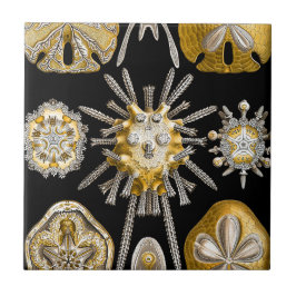 Azulejo De Cerámica Macromar Criaturas Cerámicas ~ Urchins