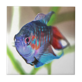 Azulejo De Cerámica Macropodus Opercularis Aquarium Fish