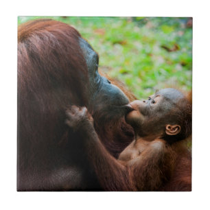 Azulejo De Cerámica Madre de orangután y bebé