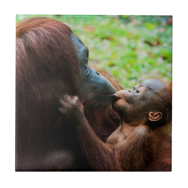 Azulejo De Cerámica Madre de orangután y bebé (Frente)