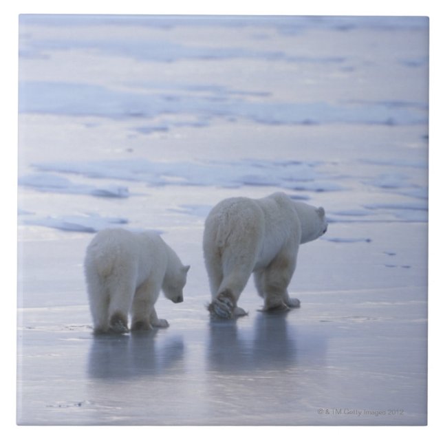 Azulejo De Cerámica Madre y Cub del oso polar (Frente)