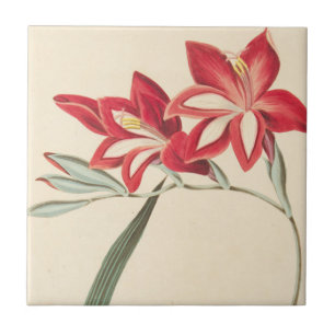 Azulejo De Cerámica Maíz-Bandera magnífica