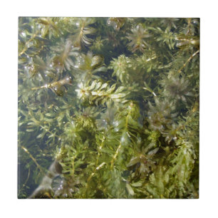 Azulejo De Cerámica Mala hierba de charca (o, "charca enorme