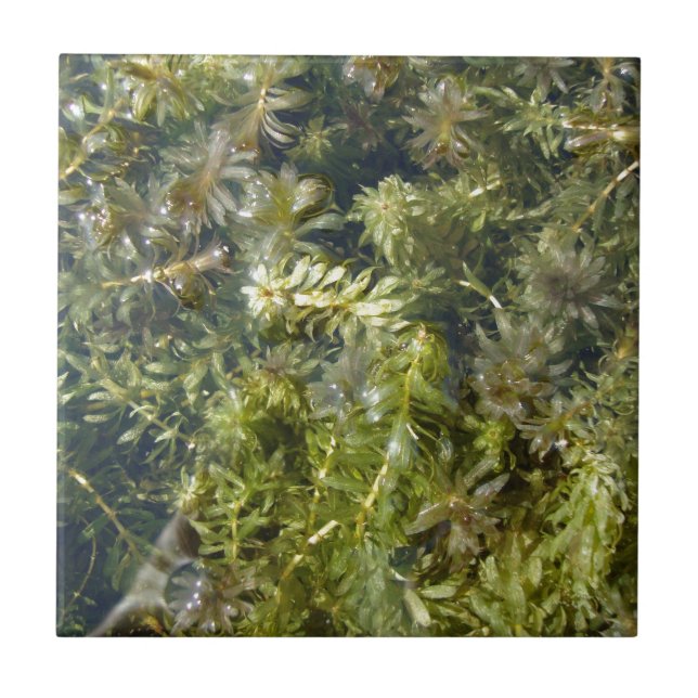 Azulejo De Cerámica Mala hierba de charca (o, "charca enorme (Frente)