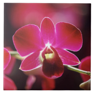 Azulejo De Cerámica Malasia, Orquídea