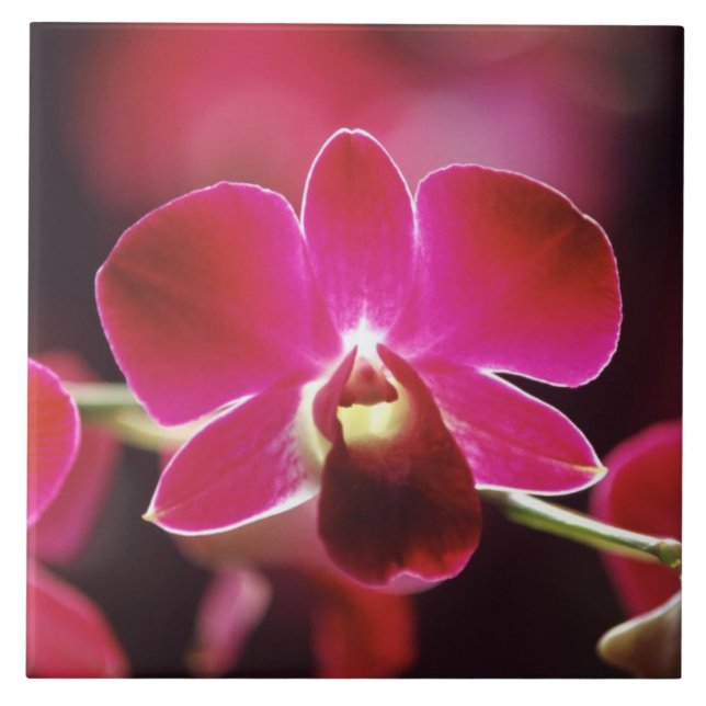 Azulejo De Cerámica Malasia, Orquídea (Frente)