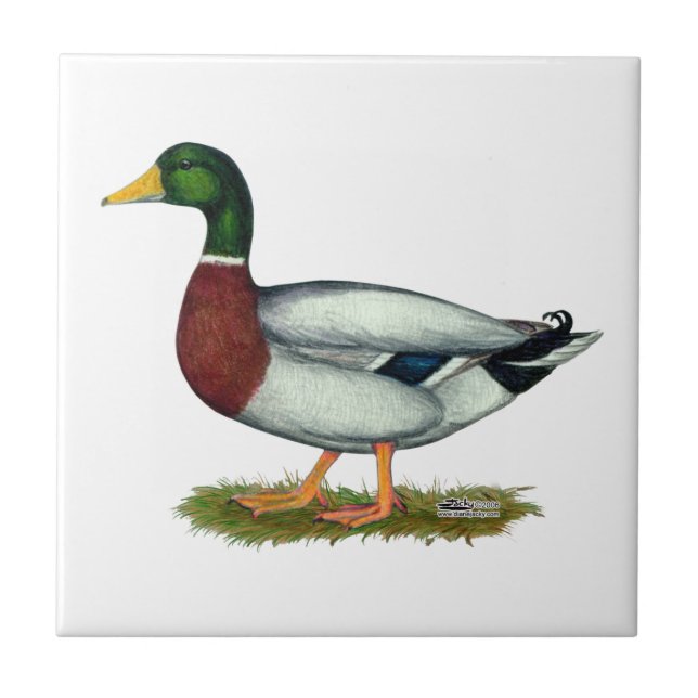 Azulejo De Cerámica Mallard Duck Drake (Frente)