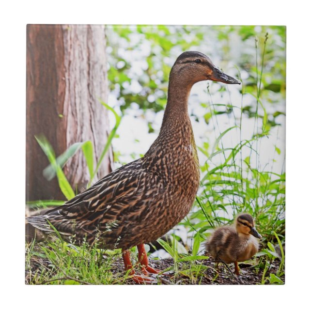 Azulejo De Cerámica Mallard y Ducklings por Shirley Taylor (Frente)