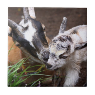 Azulejo De Cerámica Mamá y cabra bebé