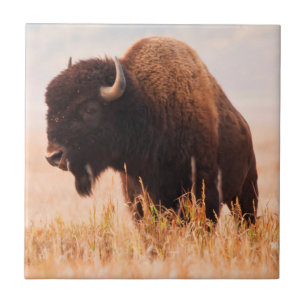 Azulejo De Cerámica Manada de Bisontes Americanos (Bison Bison) en Tet