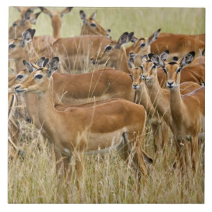 Azulejo De Cerámica Manada de impalas hembras, Masai Mara, Kenia.