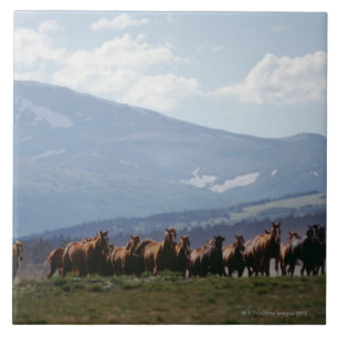 Azulejo De Cerámica Manada móvil del vaquero de caballos