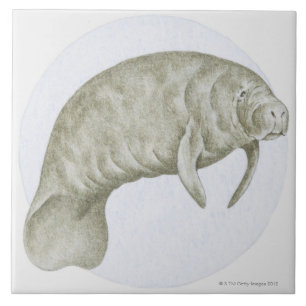 Azulejo De Cerámica Manatee