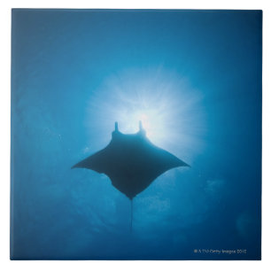 Azulejo De Cerámica Manta que nada bajo el agua