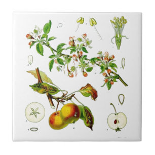 Azulejo De Cerámica Manzana