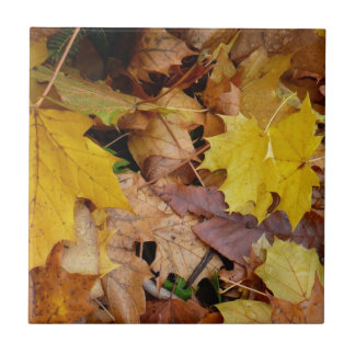 Azulejo De Cerámica Maple caído deja naturaleza otoño amarilla