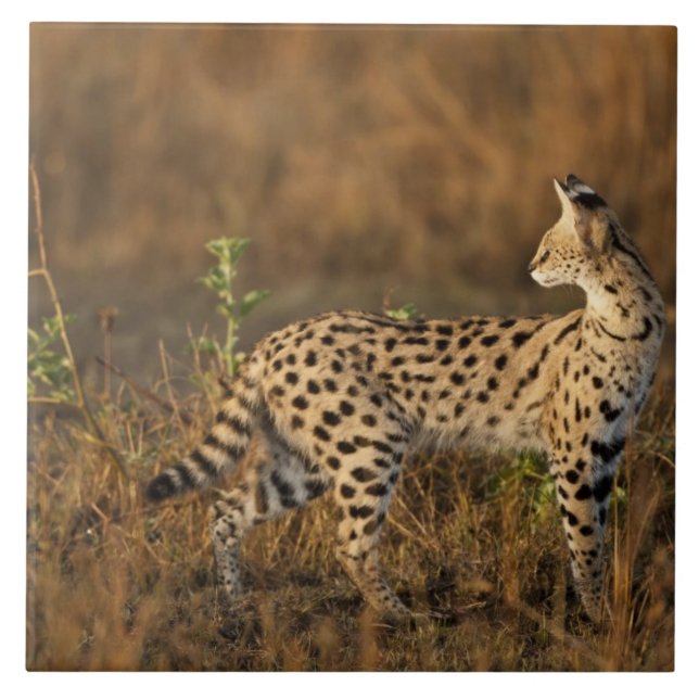 Azulejo De Cerámica Mara Superior, Masai Mara Game Reserve, Kenya, (Frente)