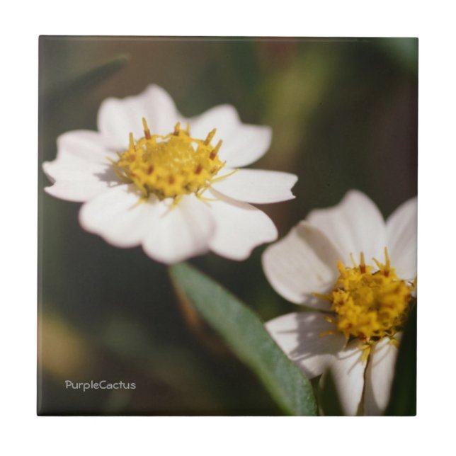 Azulejo De Cerámica Margarita negra del pie (Frente)