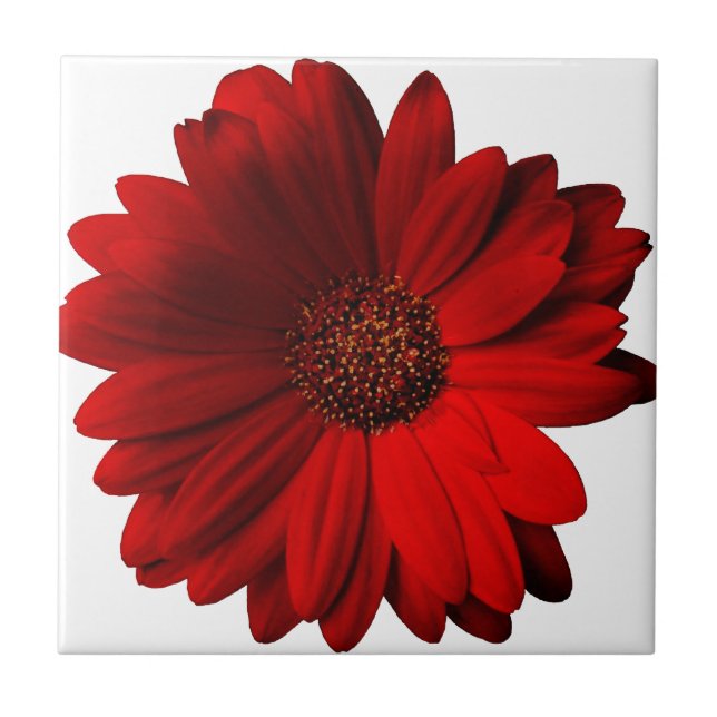 Azulejo De Cerámica Margarita roja del Gerbera (Frente)
