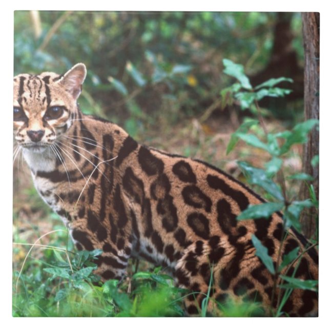 Azulejo De Cerámica Margay, Leopardus wiedi, nativo de México (Frente)