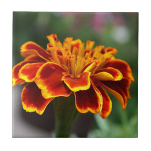 Azulejo De Cerámica Marigold en pleno auge