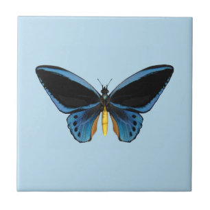 Azulejo De Cerámica Mariposa Ala de Pájaro