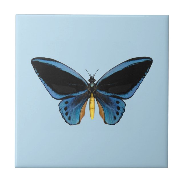 Azulejo De Cerámica Mariposa Ala de Pájaro (Frente)