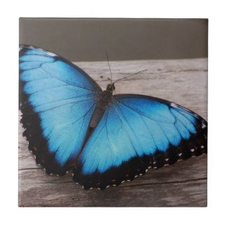 Azulejo De Cerámica Mariposa azul de Morpho