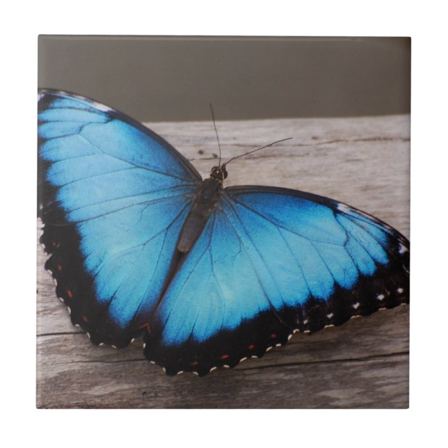 Azulejo De Cerámica Mariposa azul de Morpho (Frente)