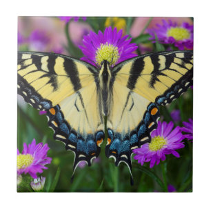 Azulejo De Cerámica Mariposa cola de golondrina en margarita