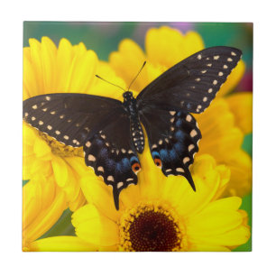 Azulejo De Cerámica Mariposa cola de golondrina negra