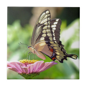 Azulejo De Cerámica Mariposa de cola cruda gigante