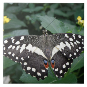 Azulejo De Cerámica Mariposa de limón y mosaico de flores