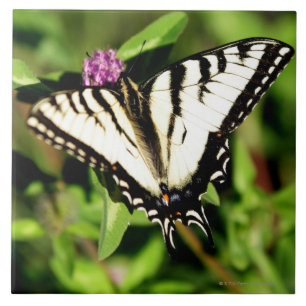 Azulejo De Cerámica Mariposa de Swallowtail del tigre. Papilio glacus.