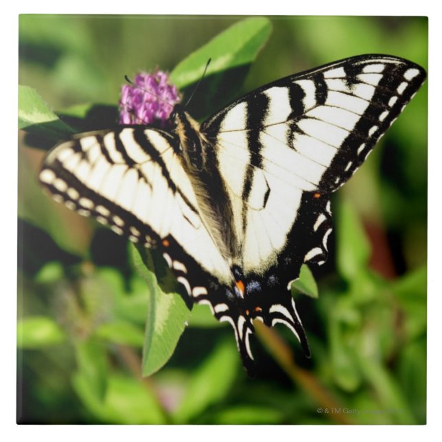 Azulejo De Cerámica Mariposa de Swallowtail del tigre. Papilio glacus. (Frente)